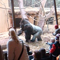 黑猩猩的老大