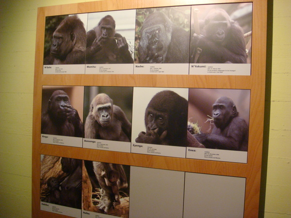 黑猩猩芳名錄