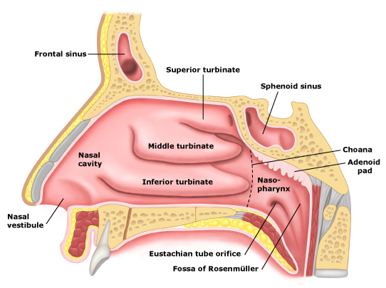 nasopharynx.jpg