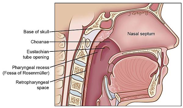 39_1_nasopharynx-1.jpg