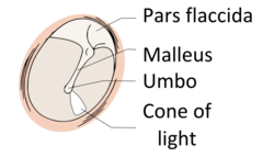 250px-View-normal-tympanic-membrane.png