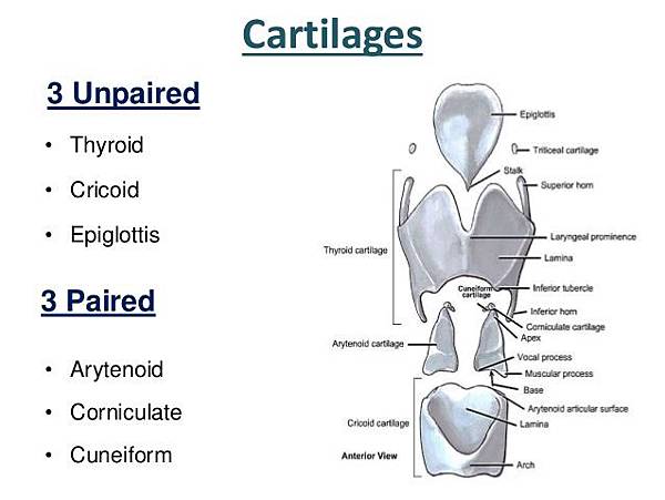 larynx-dr-mehul-tandel-7-638.jpg