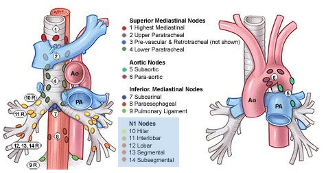 lungs-lymph-nodes.jpg