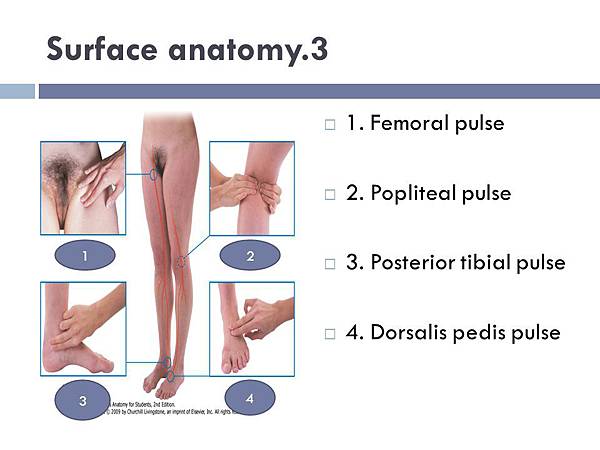 Surface+anatomy.3+1.+Femoral+pulse+2.+Popliteal+pulse.jpg
