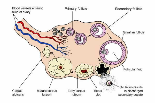 ovaryc.jpg