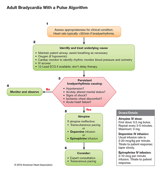 2010-Integrated_Updated-Circulation-ACLS-Bradycardia-Algorithm.png