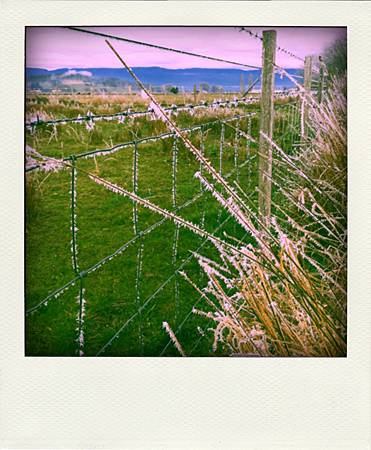 IMG_1650-pola