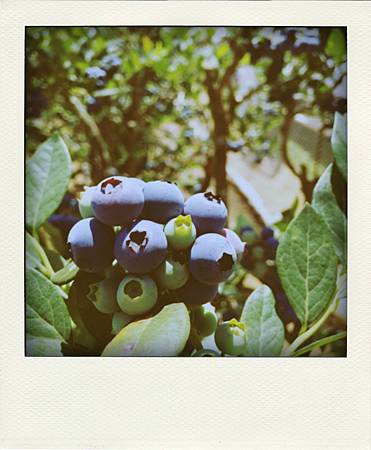 IMG_3863-pola