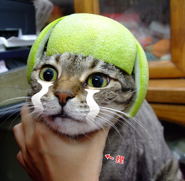 點我點我 20110912-LUNA.JPG