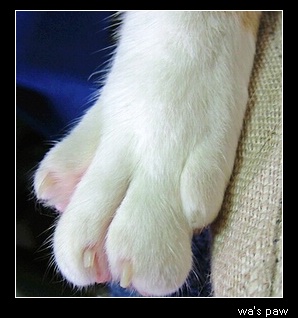 think-paw.JPG