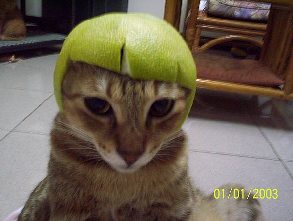 西瓜賓賓 (1).jpg 西瓜賓賓 (1).jpg