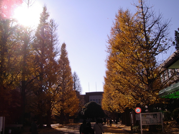 秋末冬初的銀杏樹。