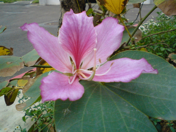 DSC05821.JPG