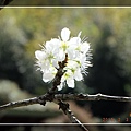 20140203初四薑麻園走春賞花 (2).jpg