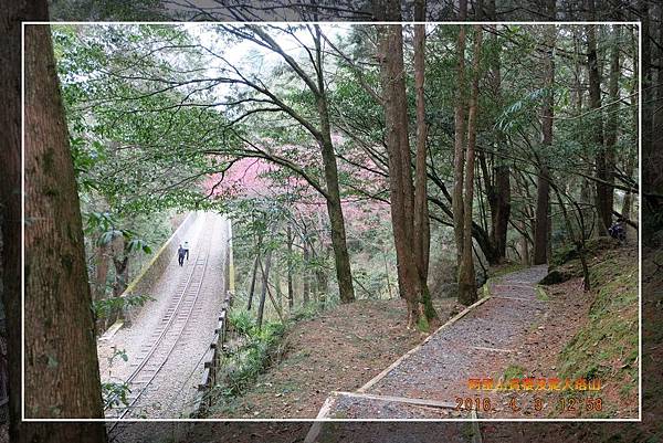 20160403 阿里山賞櫻及爬大塔山  (9).jpg