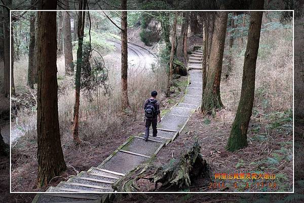 20160403 阿里山賞櫻及爬大塔山  (18).jpg