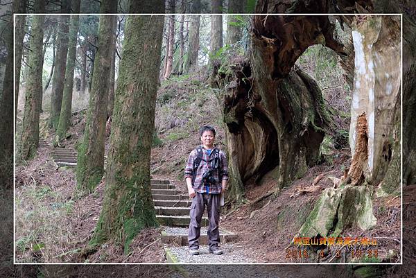 20160403 阿里山賞櫻及爬大塔山  (20).jpg