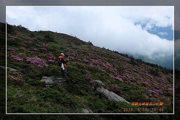 20160618合歡北峰賞高山杜鵑 (31)