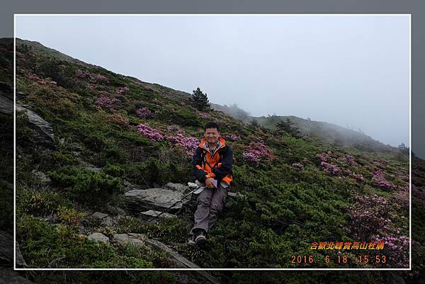 20160618合歡北峰賞高山杜鵑 (32)