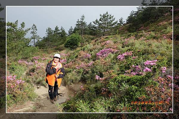 20160618合歡北峰賞高山杜鵑 (35)