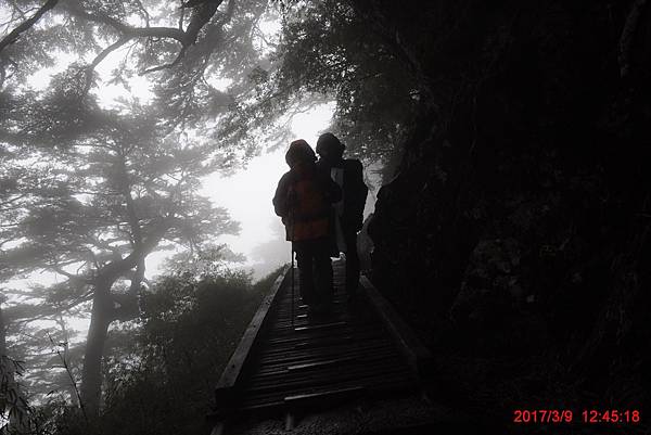 20170309-10 雪登玉山-2-登山口到排雲山莊  (43)