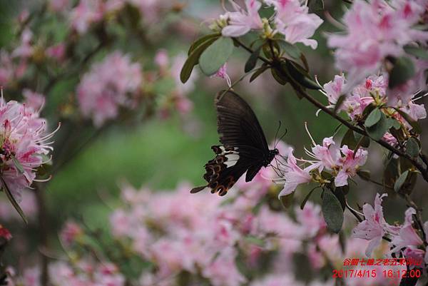 20170415 谷關七雄之五 東卬山 (101)