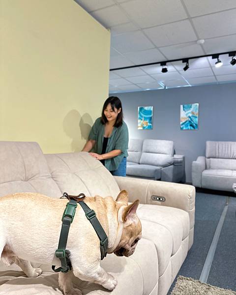 【寵物友善傢俱】愛莎家居｜貓抓布沙發｜打造寵物友善居家空間