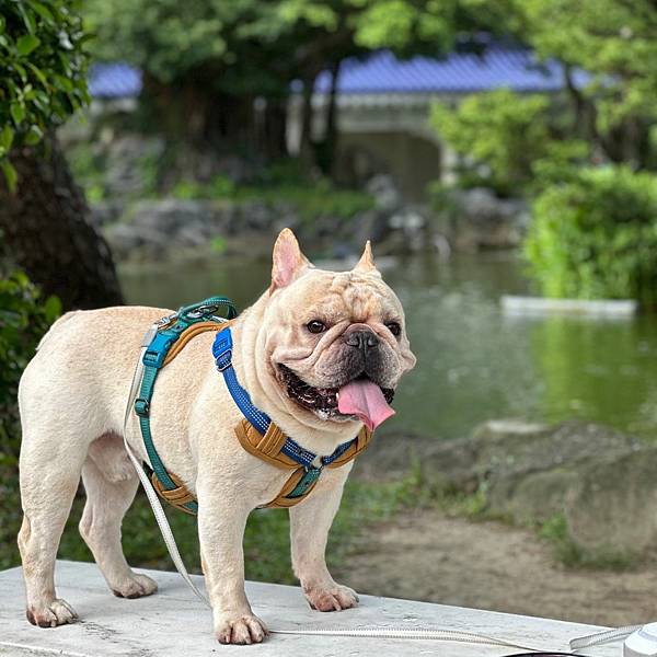 【開箱】三種類型寵物皮膚保健品怎麼選？｜過敏兒狗狗必看！過敏