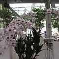 IMG_7536.JPG