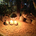 IMG_5369.jpg