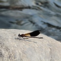 IMG_6991.JPG
