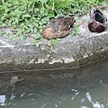 IMG_2592.JPG