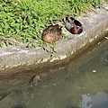 IMG_2596.JPG