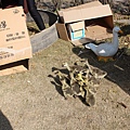 IMG_2809.JPG