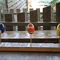 IMG_2917.JPG