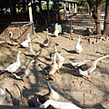 IMG_2959.JPG