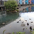 IMG_4481.JPG