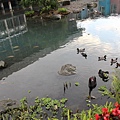 IMG_4482.JPG