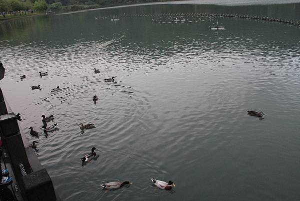 IMG_4517.JPG
