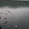 IMG_4517.JPG