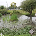 IMG_5031.JPG