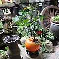 IMG_5484.JPG