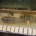 IMG_6216.JPG