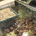 IMG_6242.JPG