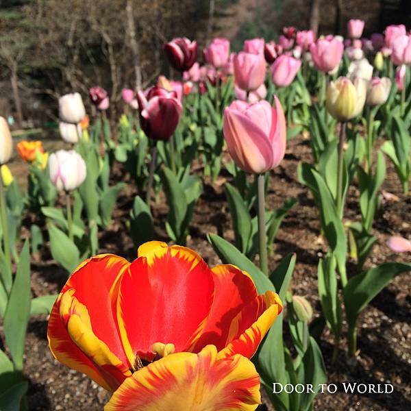 DIMG_4952.jpg DIMG_4952.jpg