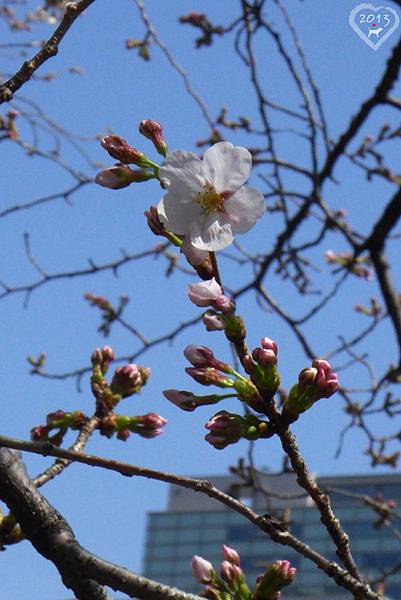 20130319-千鳥ヶ淵緑道-07