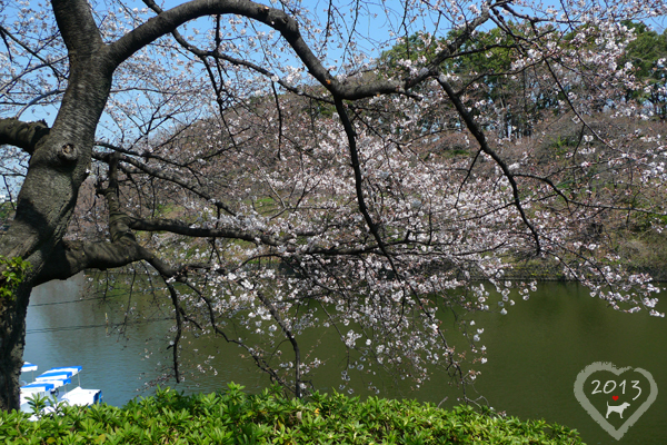 20130319-千鳥ヶ淵緑道-10