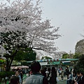 20130320-上野動物園-20