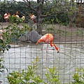 20130320-上野動物園-30