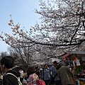 20130320-上野公園-01